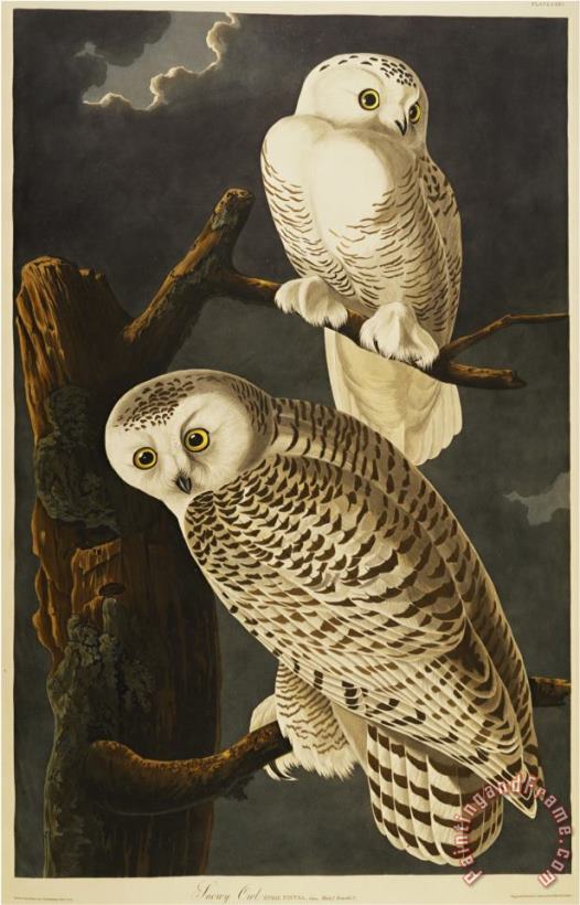 John James Audubon Audubon Snowy Owl Art Painting