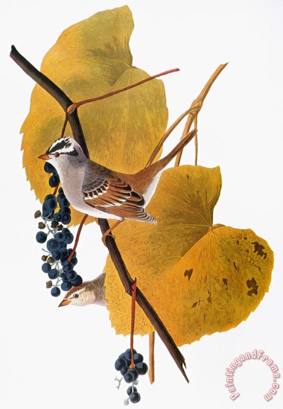 Audubon Sparrow painting - John James Audubon Audubon Sparrow Art Print