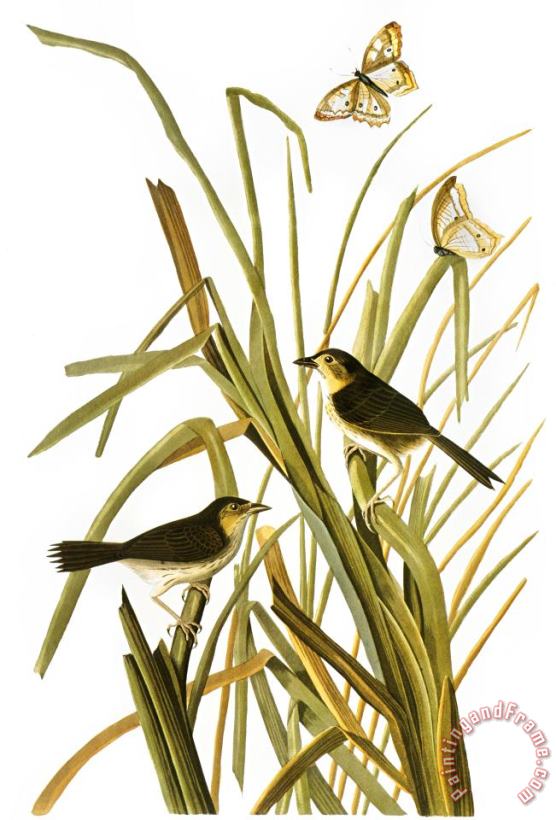 Audubon Sparrow 1827 painting - John James Audubon Audubon Sparrow 1827 Art Print