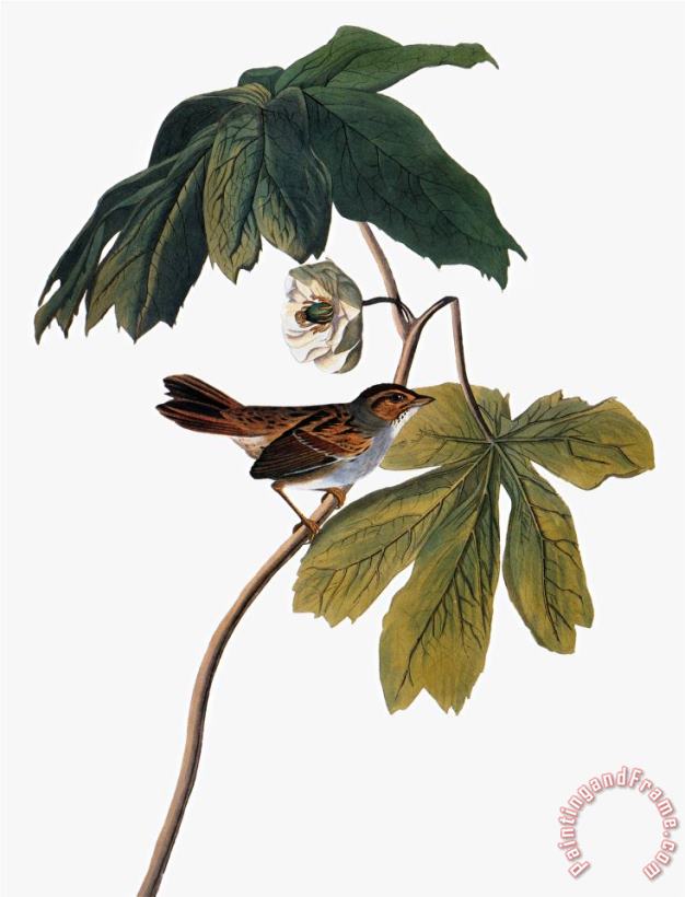 Audubon Sparrow 1827 38 painting - John James Audubon Audubon Sparrow 1827 38 Art Print