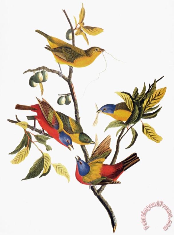 John James Audubon Audubon Sparrows Art Painting