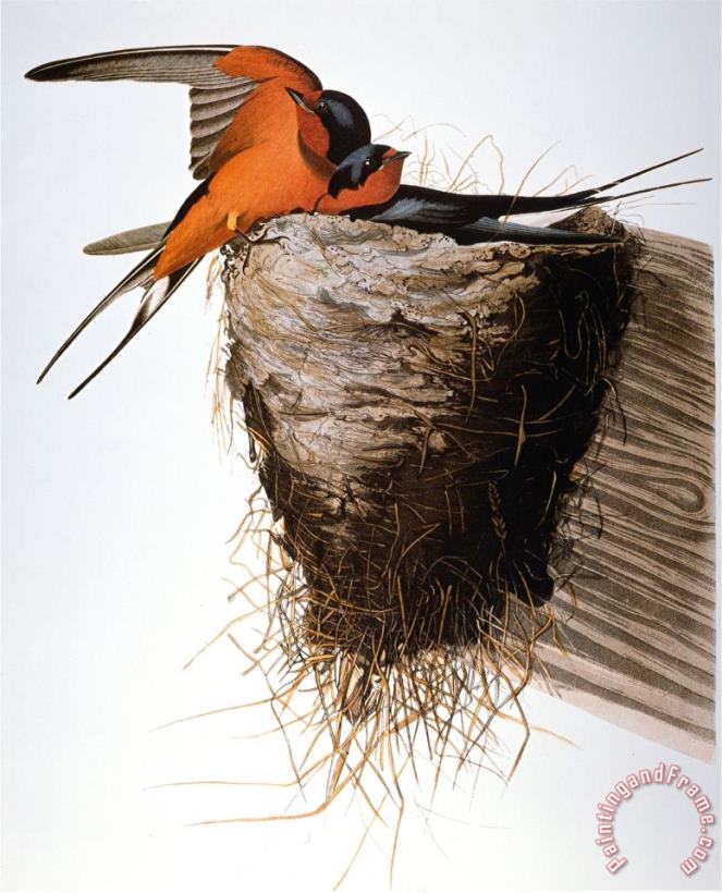 Audubon Swallow painting - John James Audubon Audubon Swallow Art Print