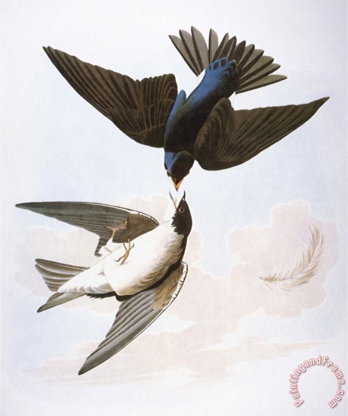 Audubon Swallows 1827 38 painting - John James Audubon Audubon Swallows 1827 38 Art Print