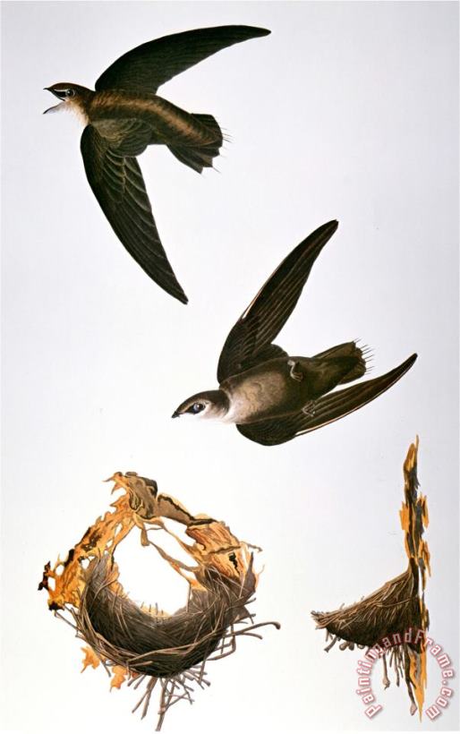 Audubon Swift painting - John James Audubon Audubon Swift Art Print