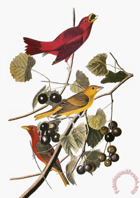 Audubon Tanager painting - John James Audubon Audubon Tanager Art Print