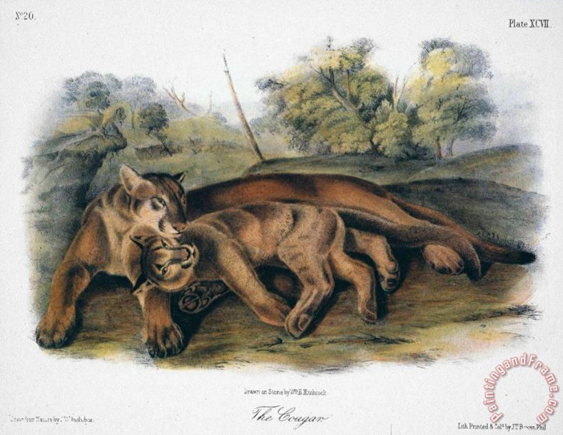 Audubon The Cougar painting - John James Audubon Audubon The Cougar Art Print