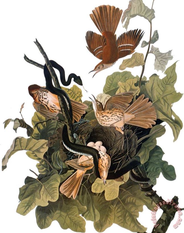 Audubon Thrasher painting - John James Audubon Audubon Thrasher Art Print