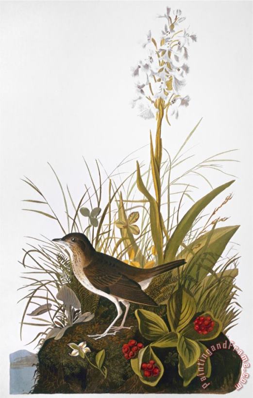 Audubon Thrush painting - John James Audubon Audubon Thrush Art Print