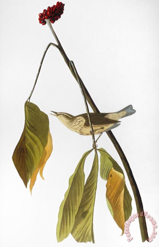 Audubon Thrush 1827 painting - John James Audubon Audubon Thrush 1827 Art Print