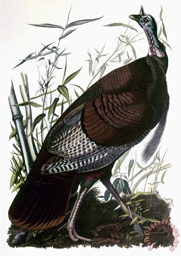 Audubon Turkey painting - John James Audubon Audubon Turkey Art Print