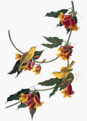 John James Audubon Audubon Vireo 1827 38