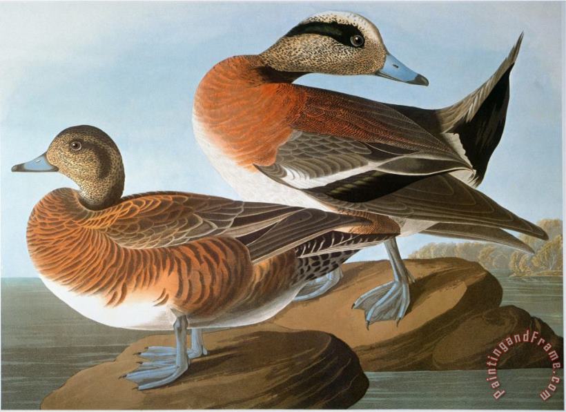 John James Audubon Audubon Wigeon 1827 38 Art Print