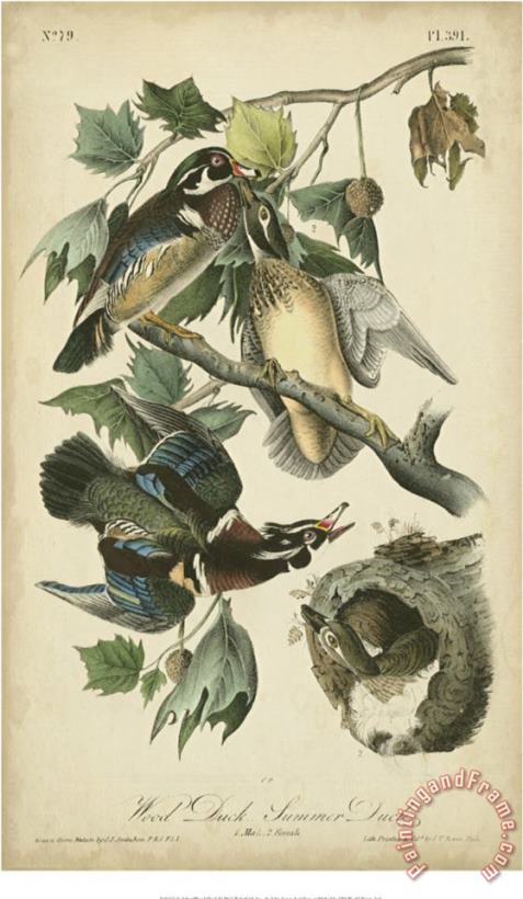 Audubon Wood Duck painting - John James Audubon Audubon Wood Duck Art Print