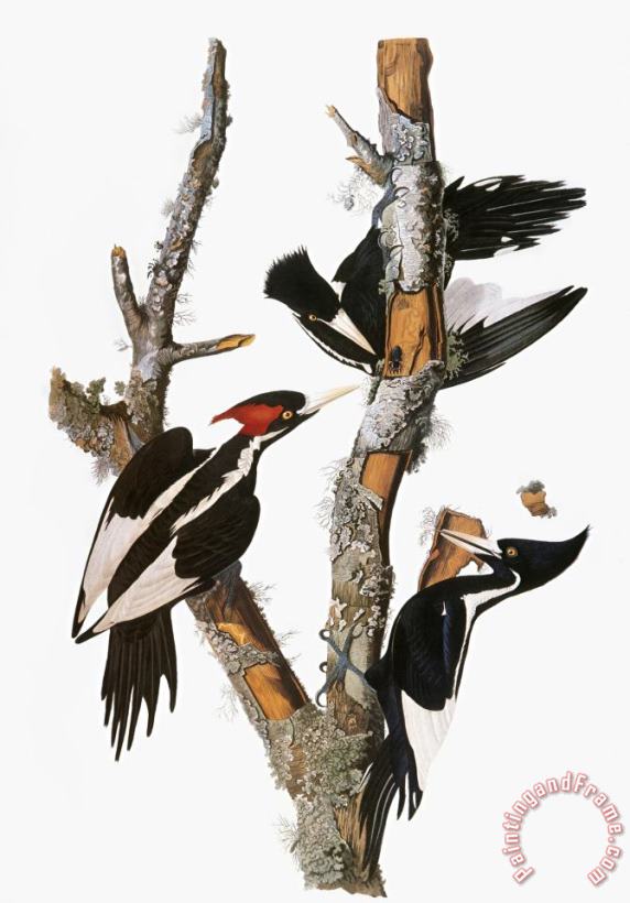 Audubon Woodpecker painting - John James Audubon Audubon Woodpecker Art Print