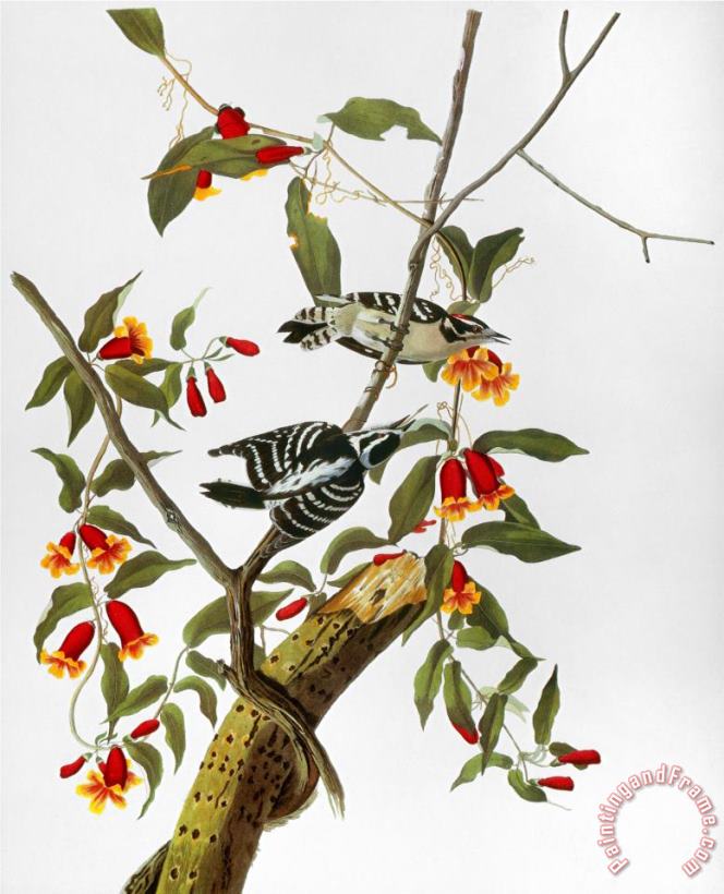 Audubon Woodpecker 1827 painting - John James Audubon Audubon Woodpecker 1827 Art Print