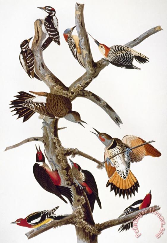 John James Audubon Audubon Woodpeckers Art Painting