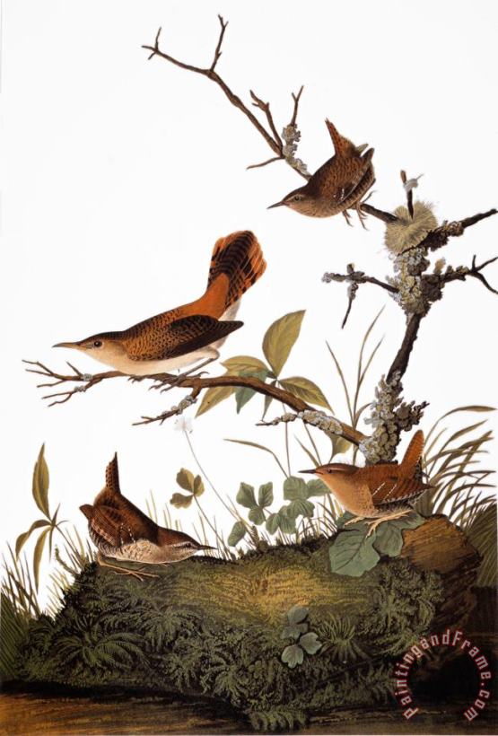 Audubon Wren painting - John James Audubon Audubon Wren Art Print