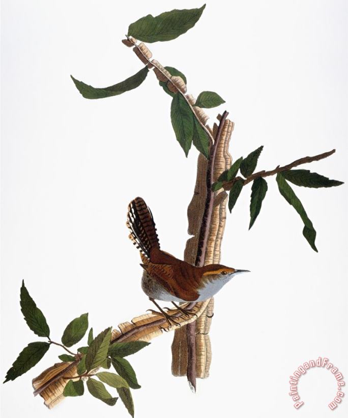 John James Audubon Audubon Wren 1827 38 Art Painting