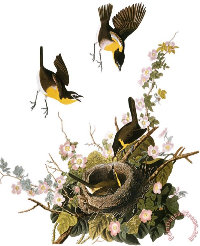 John James Audubon Audubon Yellow Chat Art Painting