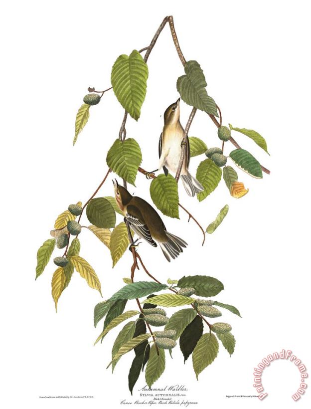 John James Audubon Autumnal Warbler Art Print