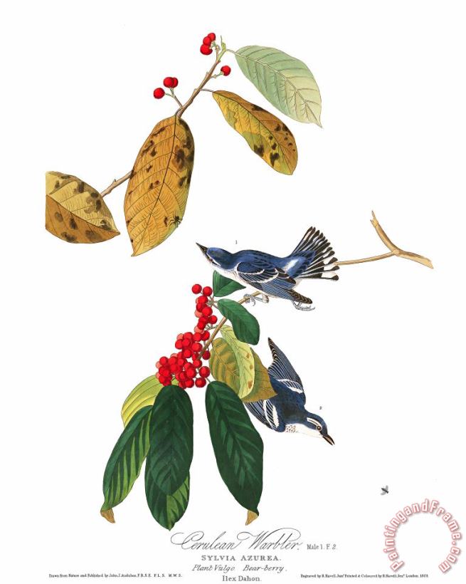 John James Audubon Azure Warbler Art Print