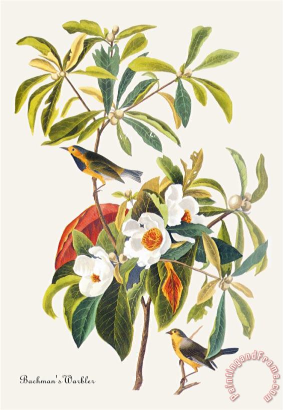 John James Audubon Bachman S Warbler Art Print