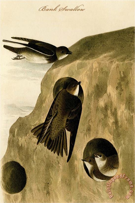 Bank Swallow painting - John James Audubon Bank Swallow Art Print