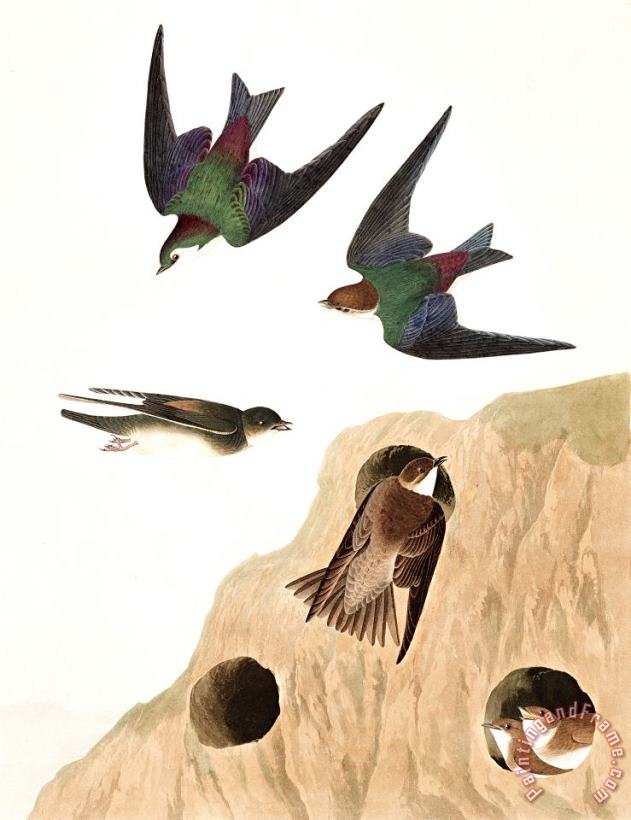 John James Audubon Bank Swallow, Or Violet Green Swallow Art Painting