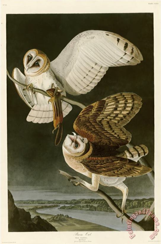 John James Audubon Barn Owl Art Painting