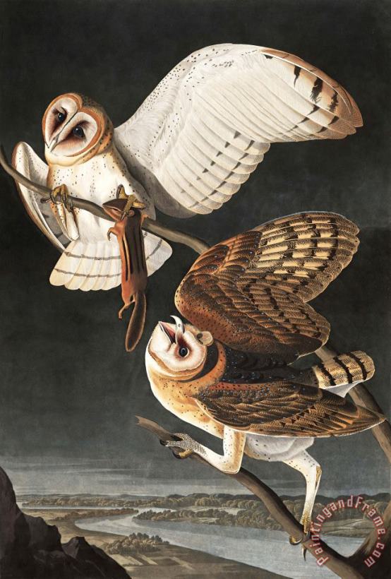 John James Audubon Barn Owl painting - Barn Owl print for sale