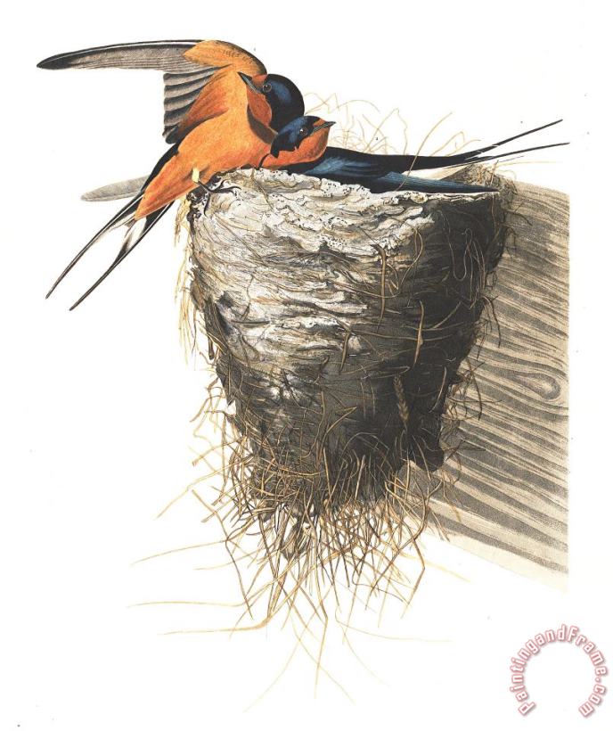 John James Audubon Barn Swallow Art Painting