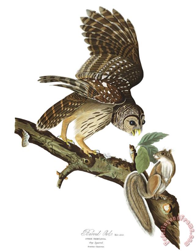 John James Audubon Barred Owl Art Painting
