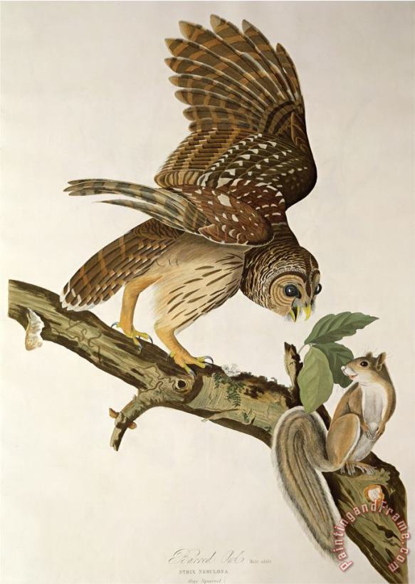 John James Audubon Barred Owl From Birds of America Art Painting