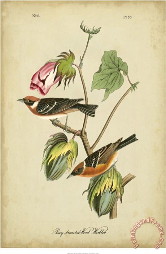 John James Audubon Bay Breasted Warbler Art Painting