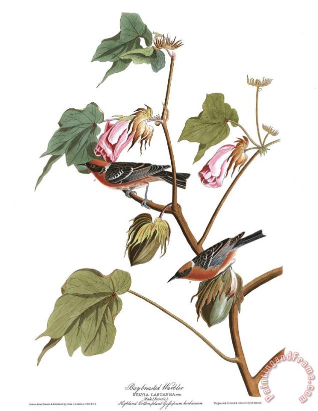 Bay Breasted Warbler painting - John James Audubon Bay Breasted Warbler Art Print
