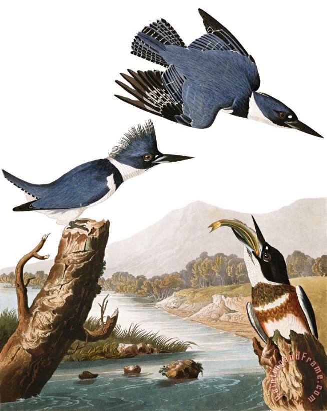 Belted Kingfisher painting - John James Audubon Belted Kingfisher Art Print