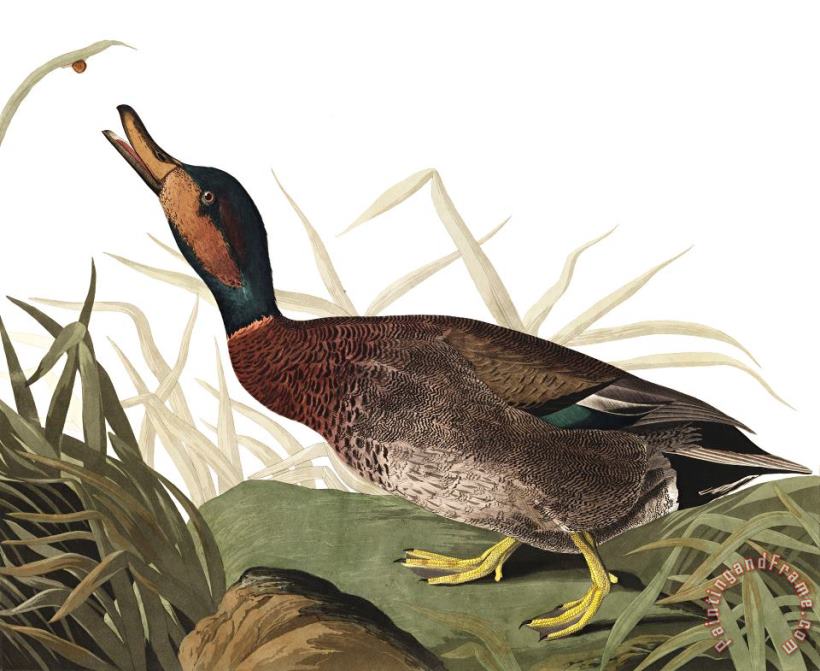 John James Audubon Bemaculated Duck Art Painting