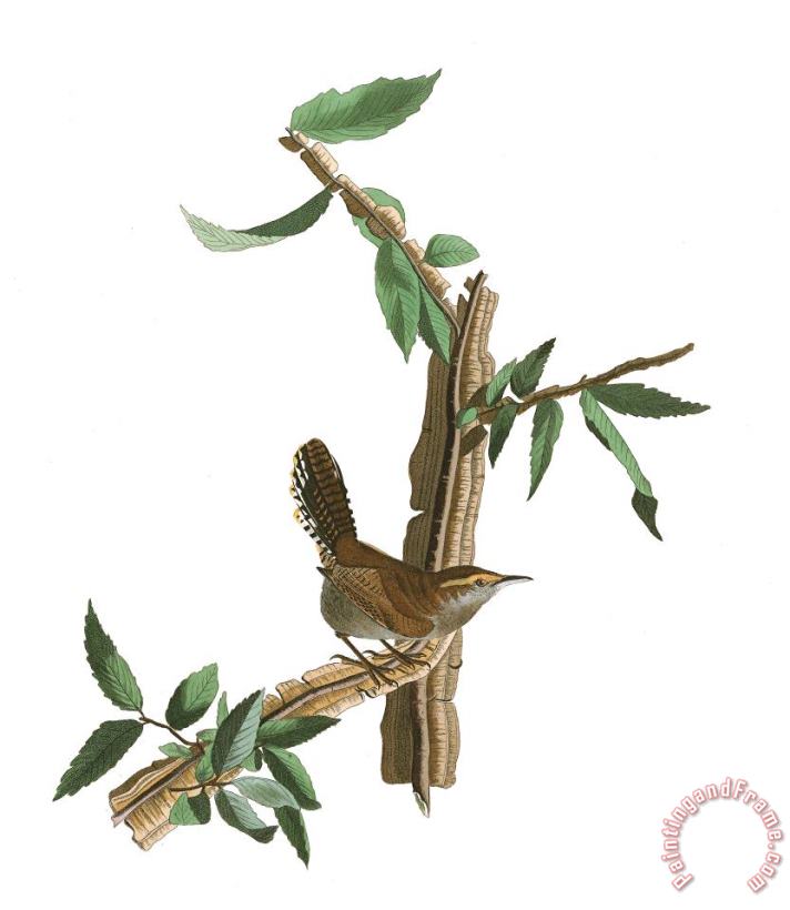 Bewick's Wren painting - John James Audubon Bewick's Wren Art Print