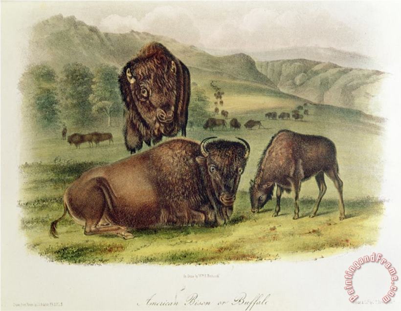 Bison From Quadrupeds of North America 1842 5 painting - John James Audubon Bison From Quadrupeds of North America 1842 5 Art Print