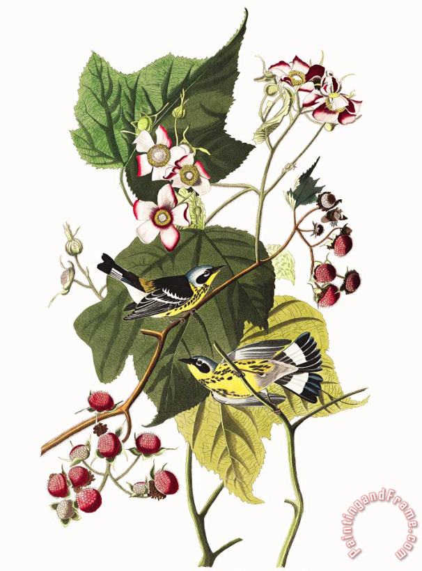 John James Audubon Black & Yellow Warblers Art Painting