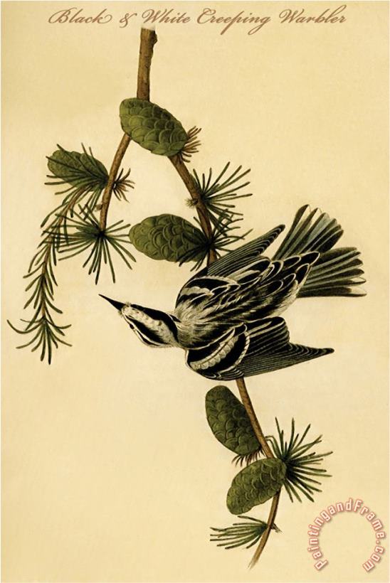 John James Audubon Black And White Creeping Warbler Art Painting