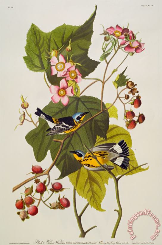 John James Audubon Black And Yellow Warbler Art Painting