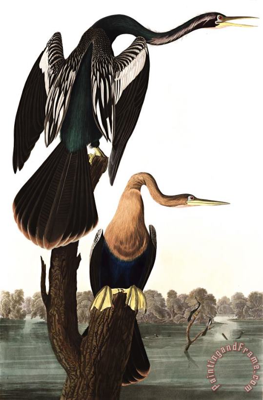 John James Audubon Black Bellied Darter Art Print