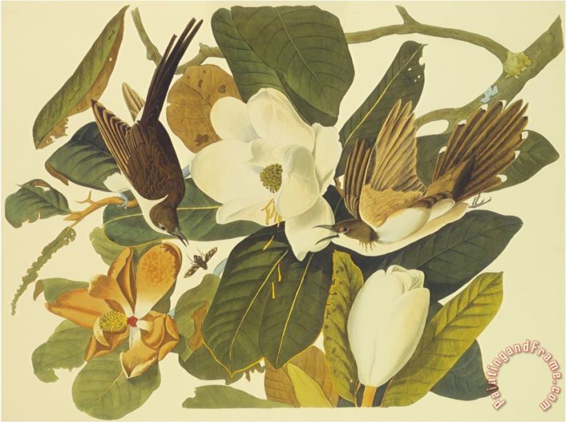 John James Audubon Black Billed Cuckoo painting - Black Billed Cuckoo ...