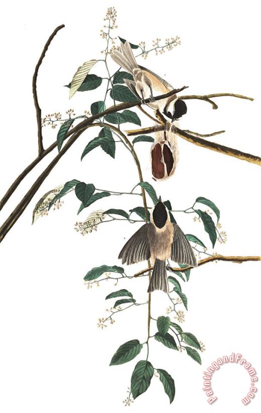John James Audubon Black Capped Titmouse Art Print