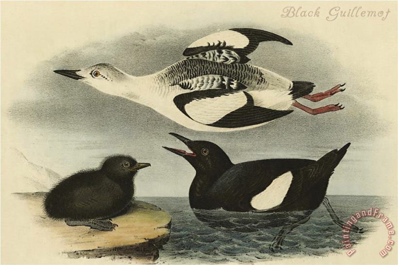 Black Guillemot painting - John James Audubon Black Guillemot Art Print