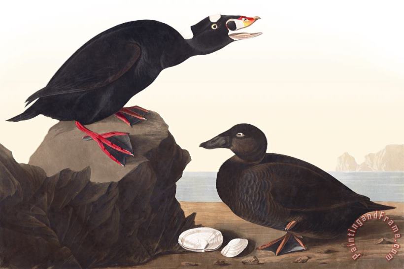 John James Audubon Black, Or Surf Duck Art Painting