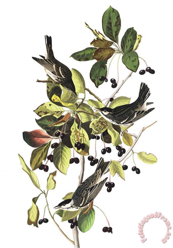 John James Audubon Black Poll Warbler Art Print