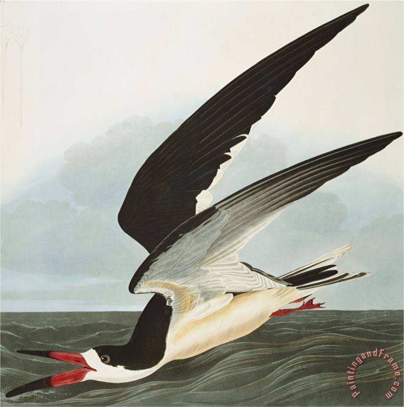 John James Audubon Black Skimmer Or Shearwater Black Skimmer Rynchops Niger From The Birds of America Art Print