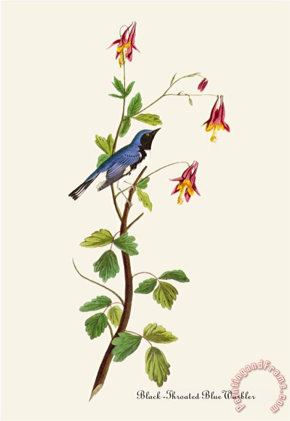 Black Throated Blue Warbler painting - John James Audubon Black Throated Blue Warbler Art Print